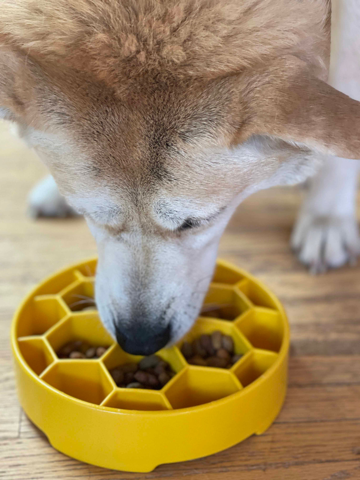 Honeycomb Slow Feeder Dog Bowl – USA Made