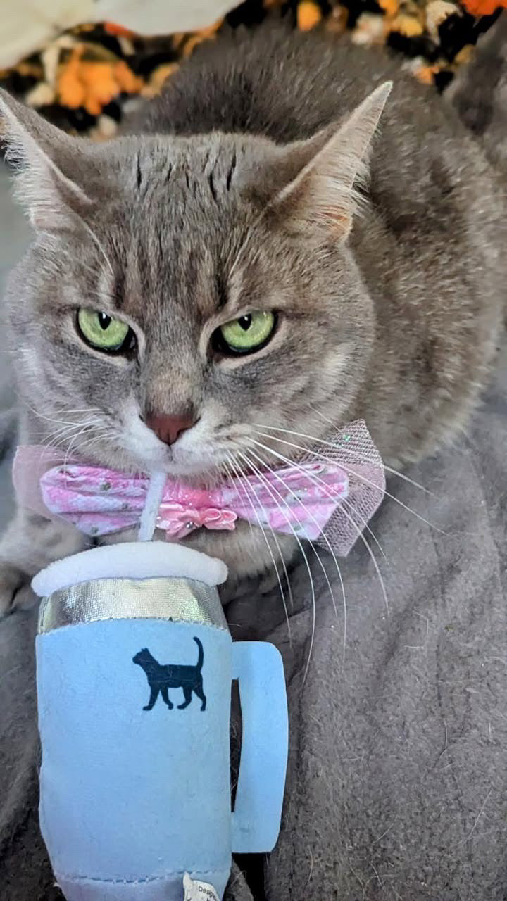 Kitty Cup Catnip Crinkle Cat Toy