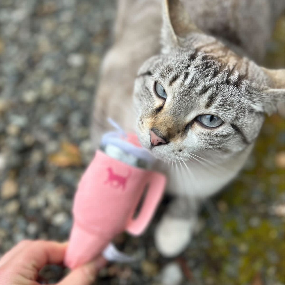 Kitty Cup Catnip Crinkle Cat Toy