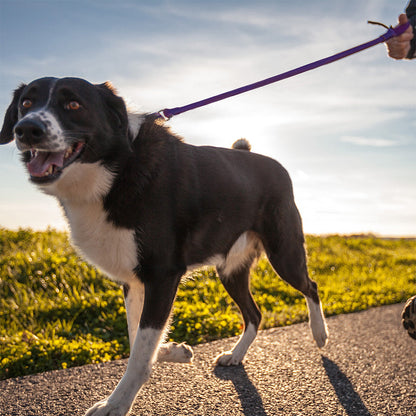 WUNDERleash No-Pull Stretch Dog Leash