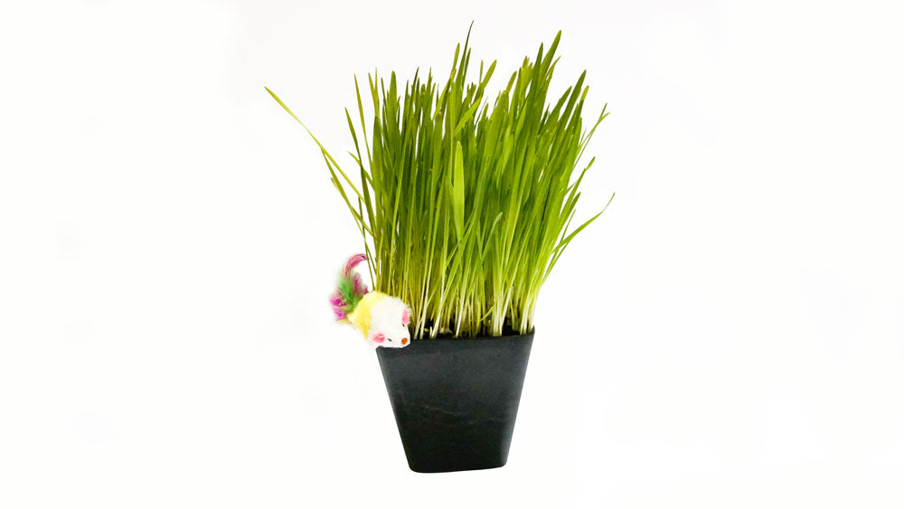 Organic Cat Grass Seed Blend + Bonus Cat Toy