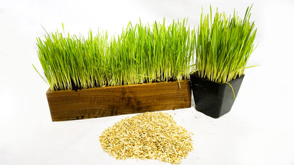 Organic Cat Grass Seed Blend + Bonus Cat Toy